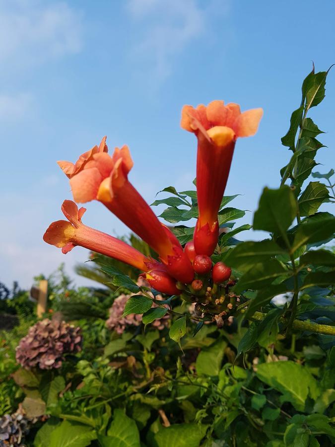 Jeju Eco Suites Sogüpcho Exteriér fotografie